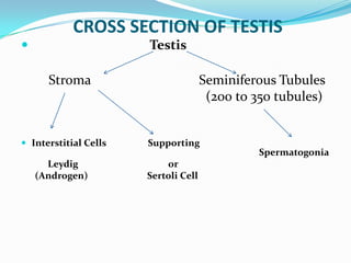 CROSS SECTION OF TESTIS
 Testis
Stroma Seminiferous Tubules
(200 to 350 tubules)
 Interstitial Cells Supporting
Spermatogonia
Leydig or
(Androgen) Sertoli Cell
 