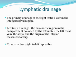 Lymphatic drainage
 The primary drainage of the right testis is within the
interaortocaval region.
 Left testis drainage , the para-aortic region in the
compartment bounded by the left ureter, the left renal
vein, the aorta, and the origin of the inferior
mesenteric artery.
 Cross over from right to left is possible.
 