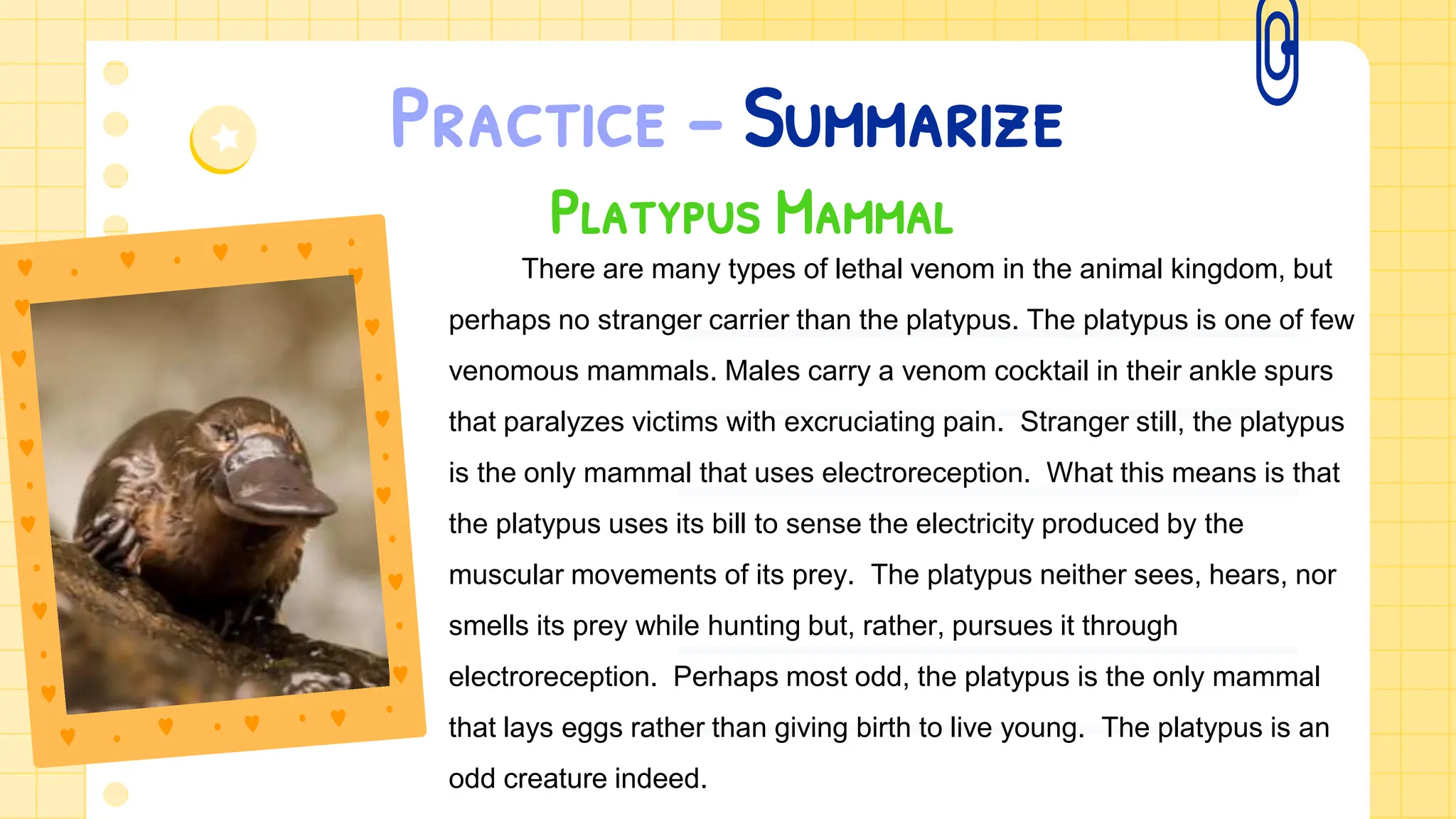 Practice – Summarize
Platypus Mammal
There are many types of lethal venom in the animal kingdom, but
perhaps no stranger carrier than the platypus. The platypus is one of few
venomous mammals. Males carry a venom cocktail in their ankle spurs
that paralyzes victims with excruciating pain. Stranger still, the platypus
is the only mammal that uses electroreception. What this means is that
the platypus uses its bill to sense the electricity produced by the
muscular movements of its prey. The platypus neither sees, hears, nor
smells its prey while hunting but, rather, pursues it through
electroreception. Perhaps most odd, the platypus is the only mammal
that lays eggs rather than giving birth to live young. The platypus is an
odd creature indeed.
 