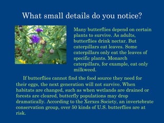 What small details do you notice?
Many butterflies depend on certain
plants to survive. As adults,
butterflies drink nectar. But
caterpillars eat leaves. Some
caterpillars only eat the leaves of
specific plants. Monarch
caterpillars, for example, eat only
milkweed.
If butterflies cannot find the food source they need for
their eggs, the next generation will not survive. When
habitats are changed, such as when wetlands are drained or
forests are cleared, butterfly populations may drop
dramatically. According to the Xerxes Society, an invertebrate
conservation group, over 50 kinds of U.S. butterflies are at
risk.

 