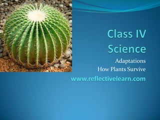 Adaptations
How Plants Survive
www.reflectivelearn.com
 