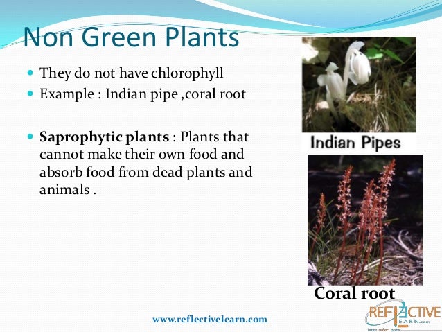 Examples Of Non Green Plants That Make Their Own Food Examples Of Non Green Plants That Make Their Own Food