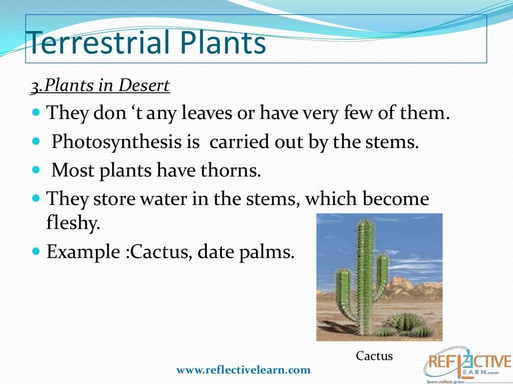 Class IV Science Plants Adaptation
