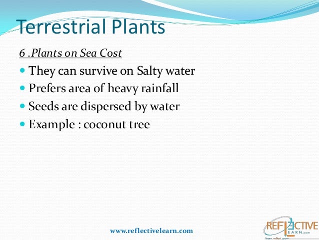 Class IV Science Plants Adaptation