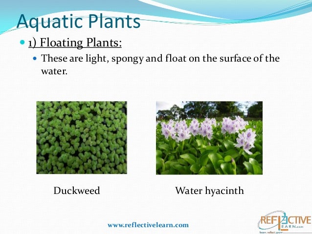 Class Iv Science Plants Adaptation Class Iv Science Plants Adaptation