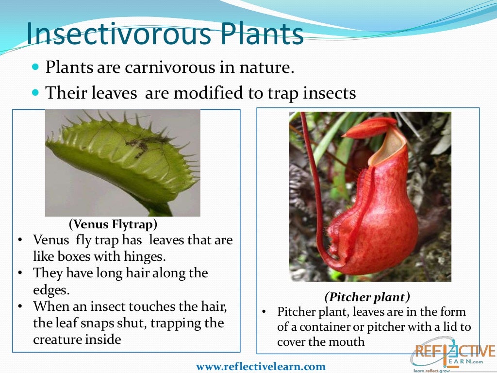 Class IV Science Plants Adaptation
