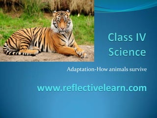 Adaptation-How animals survive
www.reflectivelearn.com
 