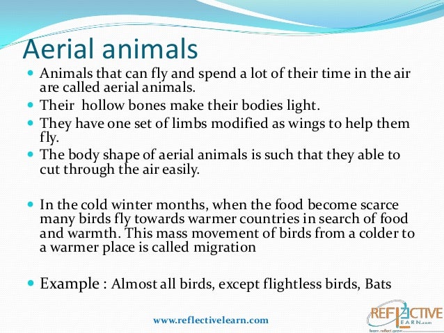 Essay on migration of animals