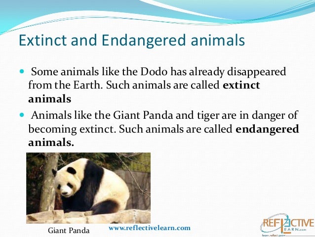 Animal essay. Endangered animals reasons. How protect endangered animals. Giant Panda essay. How can people protect endangered animals.