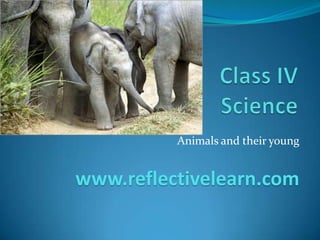 Animals and their young ones
www.reflectivelearn.com
 