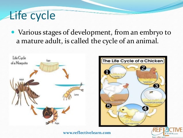 Worksheets Animals And Their Young Ones Worksheet class iv animals and their young ones