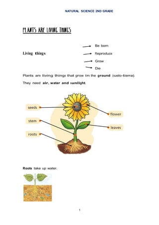 NATURAL SCIENCE 2ND GRADE
1
Be born
Living things Reproduce
Grow
Die
Plants are living things that grow in the ground (suelo-tierra).
They need air, water and sunlight.
Roots take up water.
 
