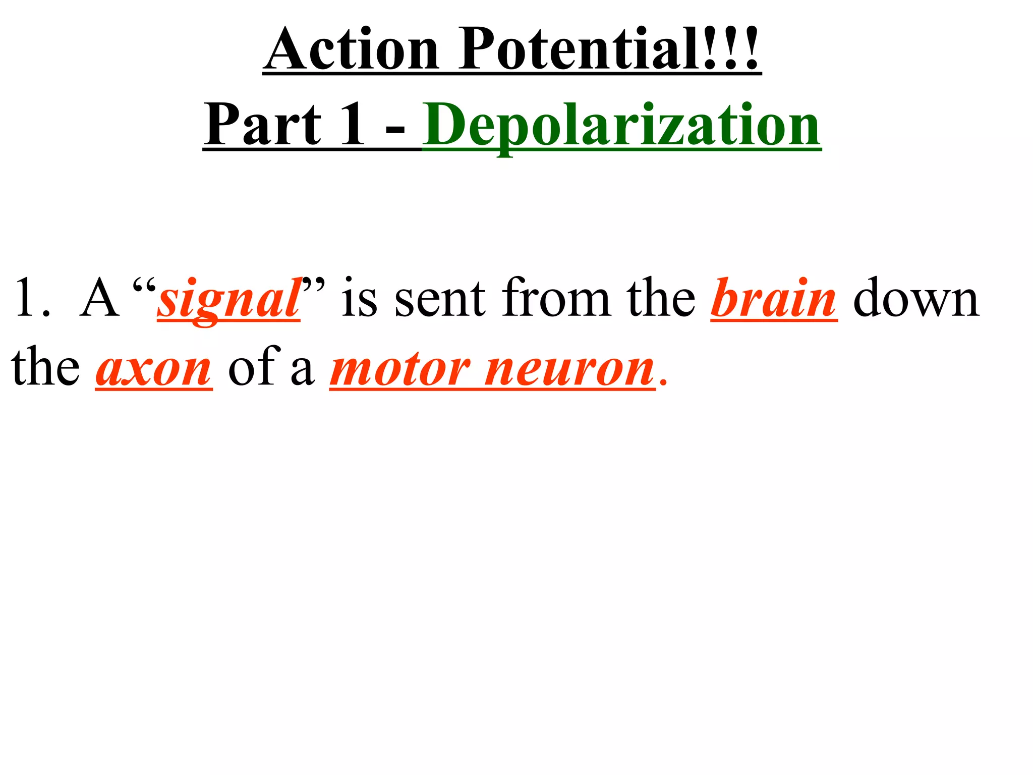 1.  A “ signal ” is sent from the  brain  down the  axon   of a  motor neuron . Action Potential!!! Part 1 -  Depolarization 