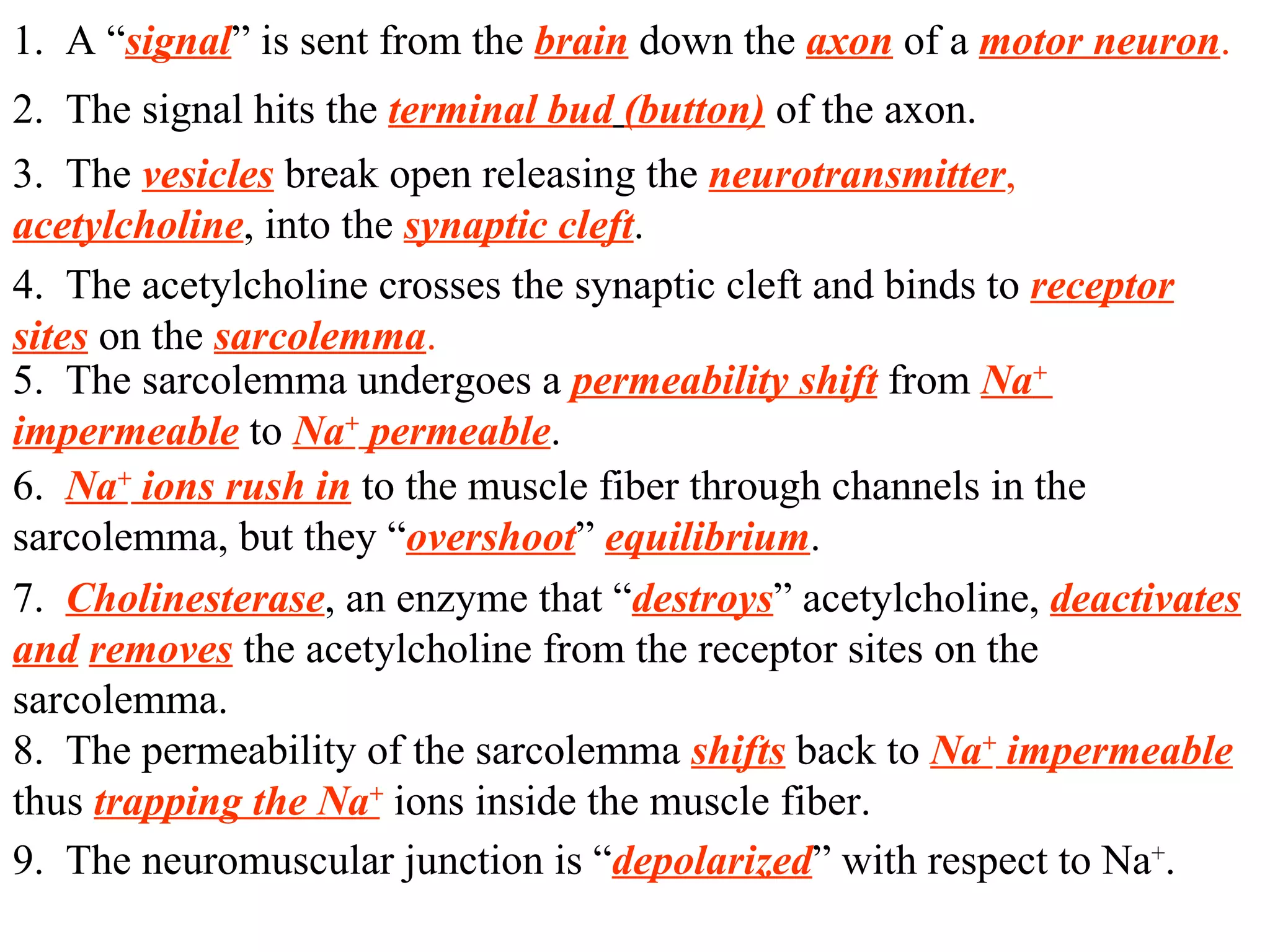 1.  A “ signal ” is sent from the  brain  down the  axon   of a  motor neuron . 2.  The signal hits the  terminal bud   (button)  of the axon. 3.  The  vesicles  break open releasing the  neurotransmitter ,  acetylcholine , into the  synaptic cleft .  4.  The acetylcholine crosses the synaptic cleft and binds to  receptor sites  on the  sarcolemma . 5.  The sarcolemma undergoes a  permeability shift  from  Na +  impermeable  to  Na +  permeable . 6.  Na +  ions rush in  to the muscle fiber through channels in the sarcolemma, but they “ overshoot ”   equilibrium . 7.  Cholinesterase , an enzyme that “ destroys ” acetylcholine,  deactivates and   removes  the acetylcholine from the receptor sites on the sarcolemma. 8.  The permeability of the sarcolemma  shifts  back to  Na +  impermeable  thus  trapping the Na +  ions inside the muscle fiber. 9.  The neuromuscular junction is “ depolarized ” with respect to Na + . 