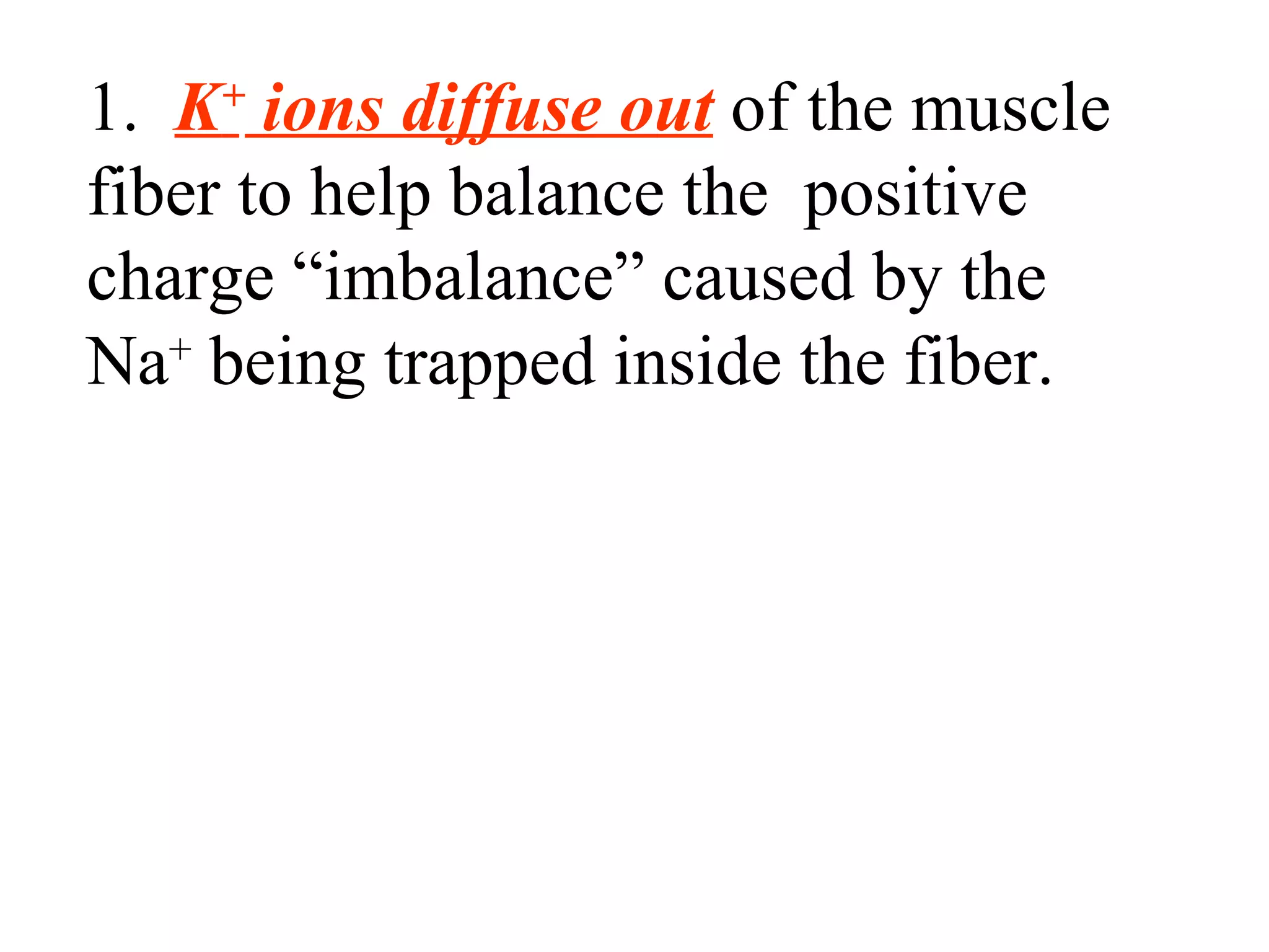 1.  K +  ions diffuse out  of the muscle fiber to help balance the  positive charge “imbalance” caused by the Na +  being trapped inside the fiber. 
