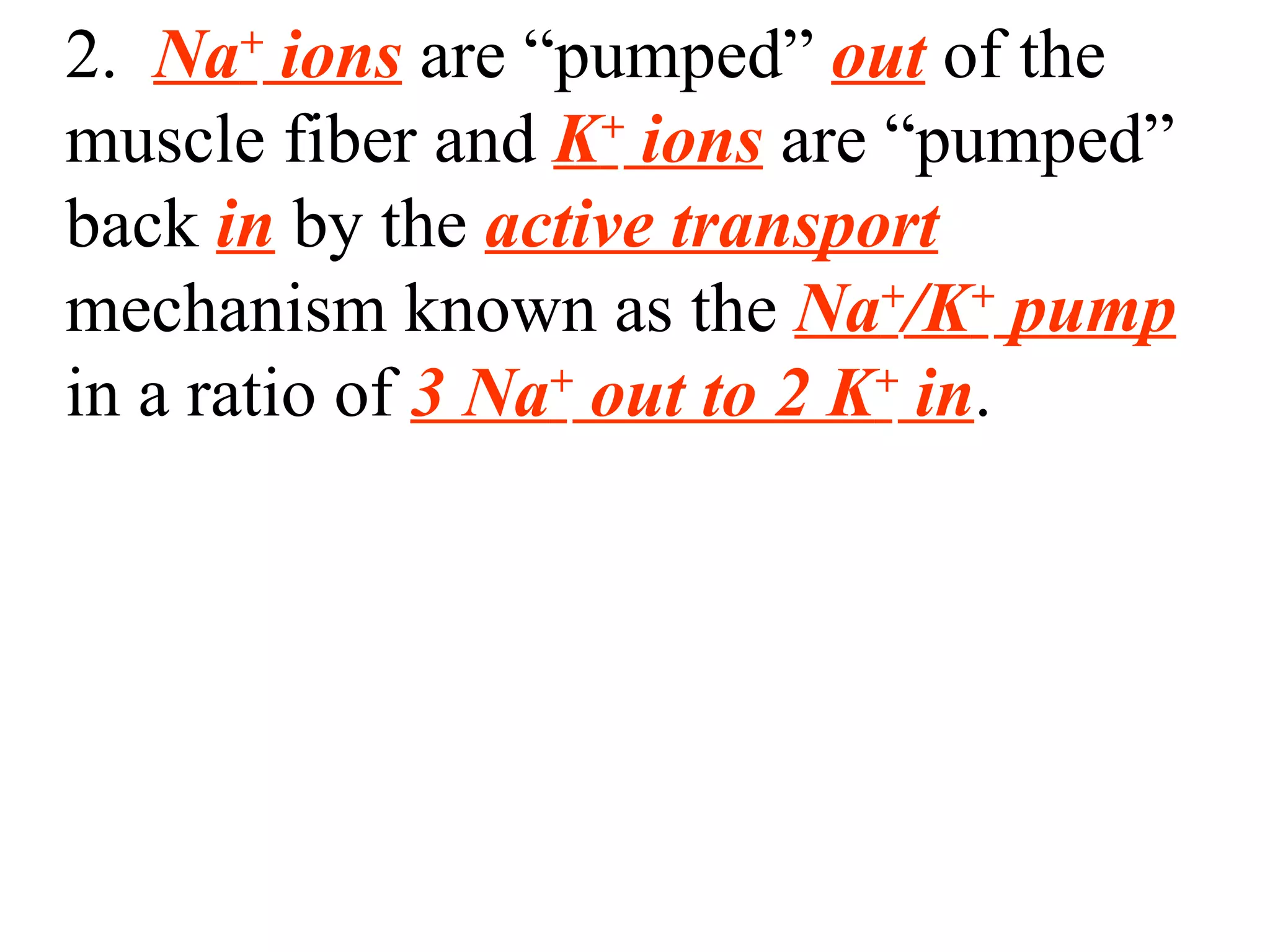 2.  Na +  ions  are “pumped”  out   of the muscle fiber and  K +  ions  are “pumped” back  in  by the  active transport  mechanism known as the  Na + /K +  pump  in a ratio of  3 Na +  out to 2 K +  in . 