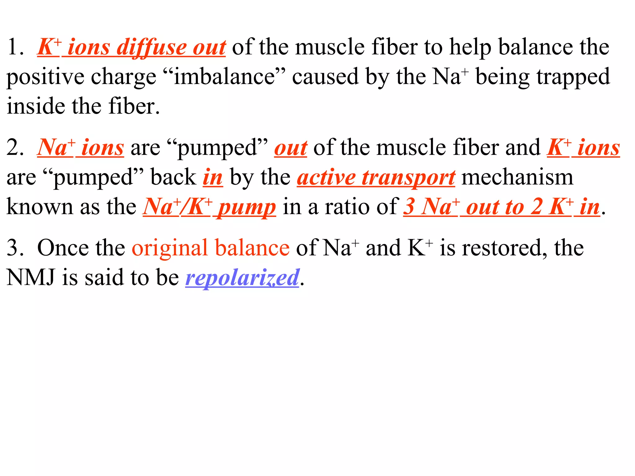 1.  K +  ions diffuse out  of the muscle fiber to help balance the  positive charge “imbalance” caused by the Na +  being trapped inside the fiber. 2.  Na +  ions  are “pumped”  out   of the muscle fiber and  K +  ions  are “pumped” back  in  by the  active transport  mechanism known as the  Na + /K +  pump  in a ratio of  3 Na +  out to 2 K +  in . 3.  Once the  original balance  of Na +  and K +  is restored, the NMJ is said to be  repolarized . 