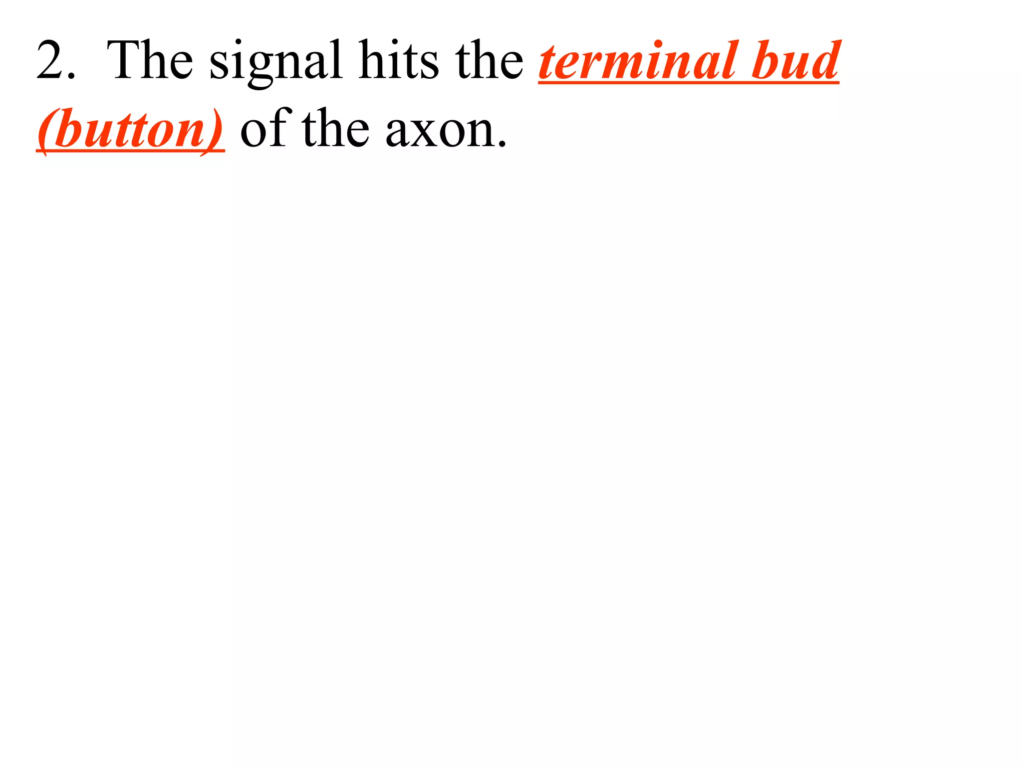 2.  The signal hits the  terminal bud   (button)  of the axon. 