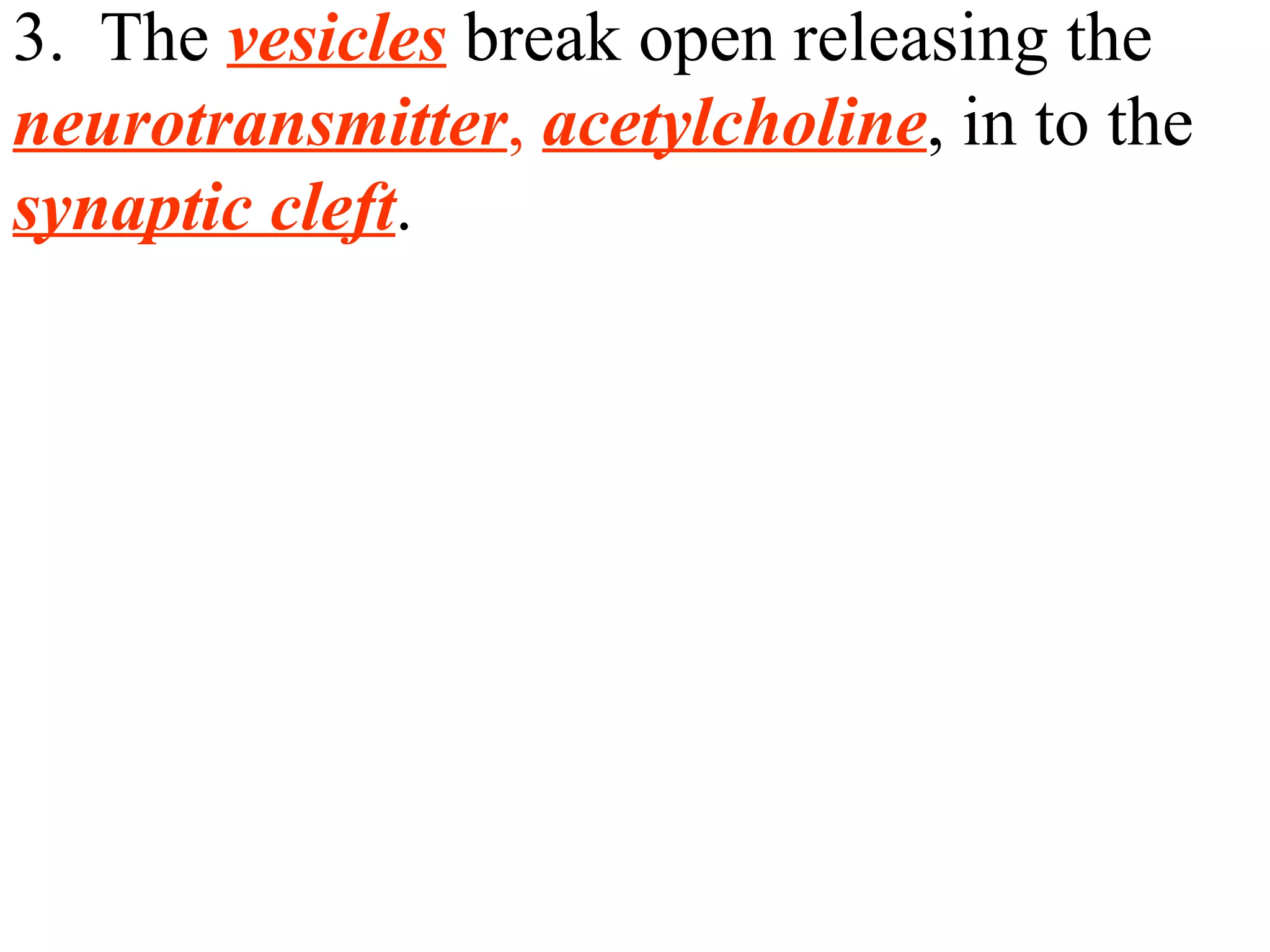 3.  The  vesicles  break open releasing the  neurotransmitter ,  acetylcholine , in to the  synaptic cleft .  