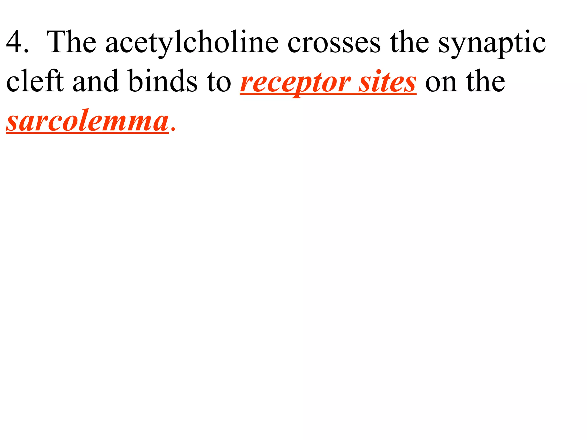 4.  The acetylcholine crosses the synaptic cleft and binds to  receptor sites  on the  sarcolemma . 