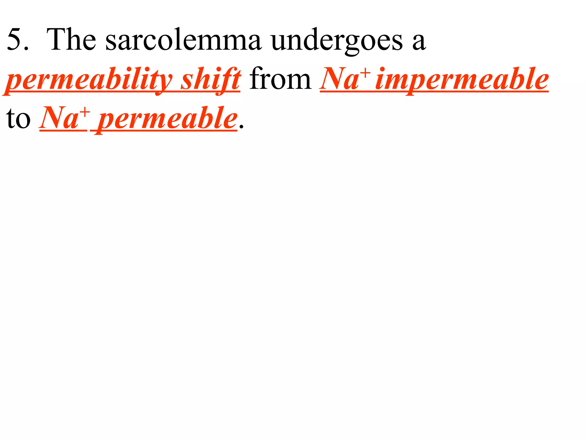 5.  The sarcolemma undergoes a  permeability shift  from  Na +  impermeable  to  Na +  permeable . 