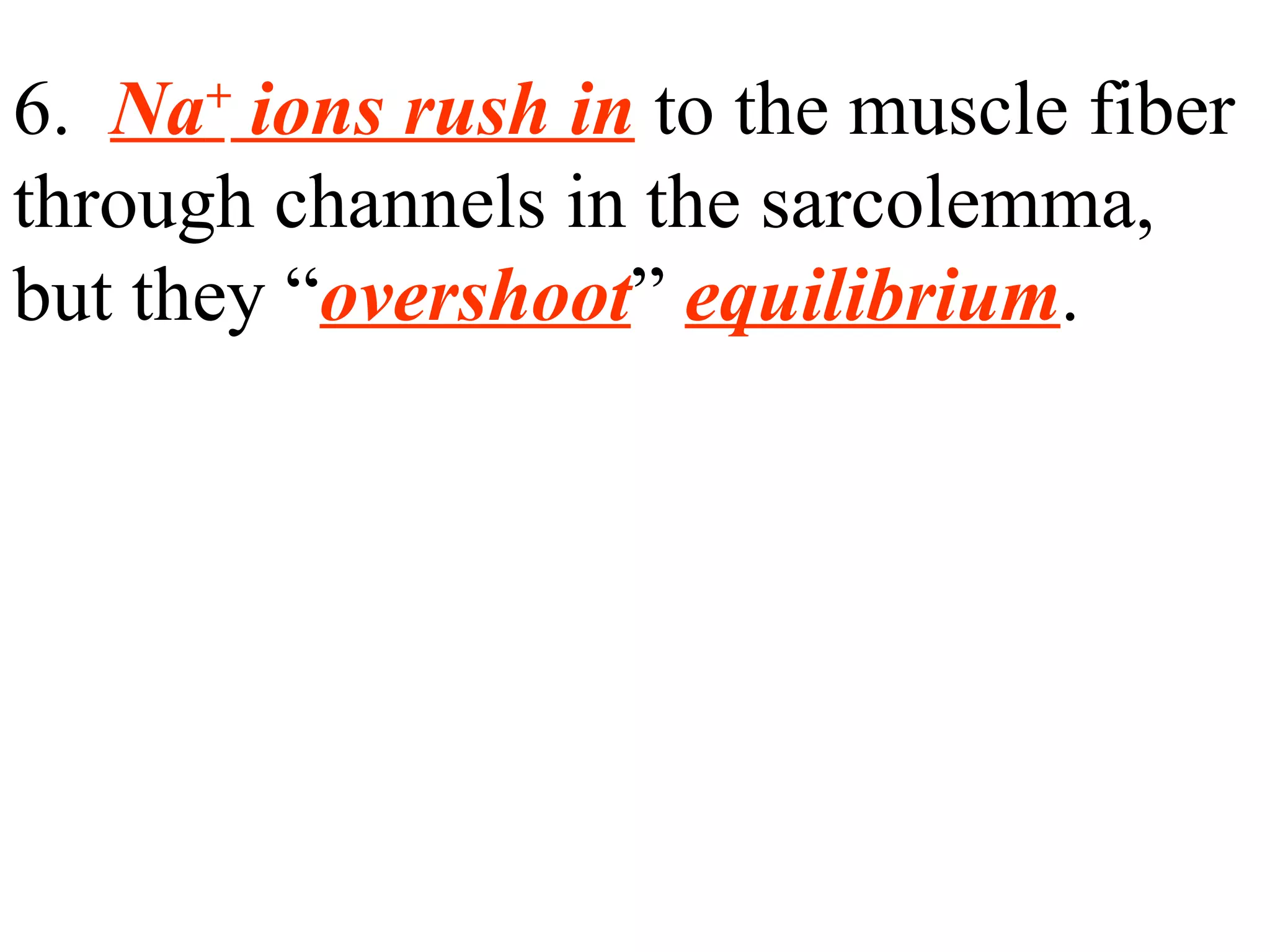 6.  Na +  ions rush in  to the muscle fiber through channels in the sarcolemma, but they “ overshoot ”   equilibrium . 