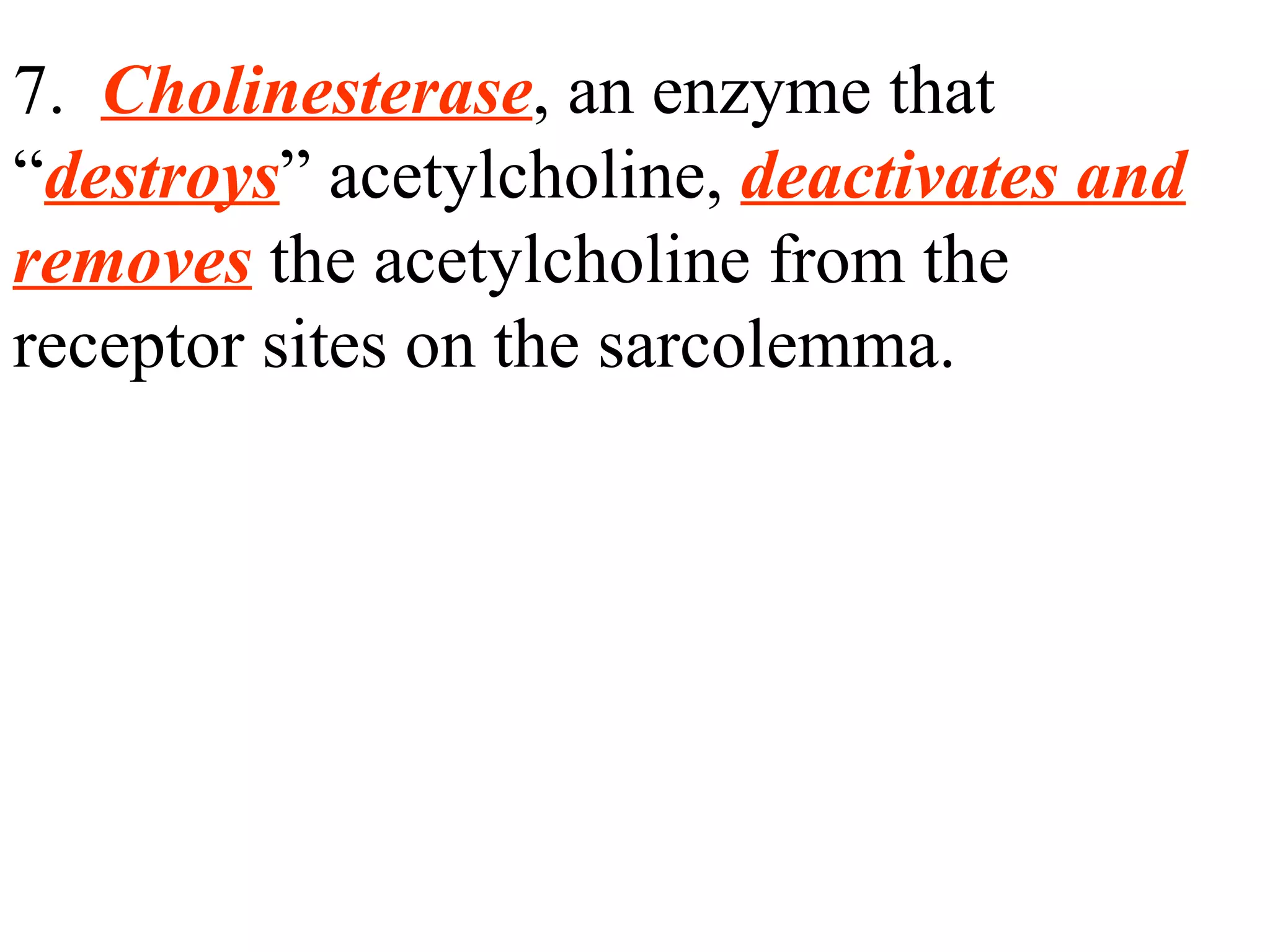 7.  Cholinesterase , an enzyme that “ destroys ” acetylcholine,  deactivates and   removes  the acetylcholine from the receptor sites on the sarcolemma. 