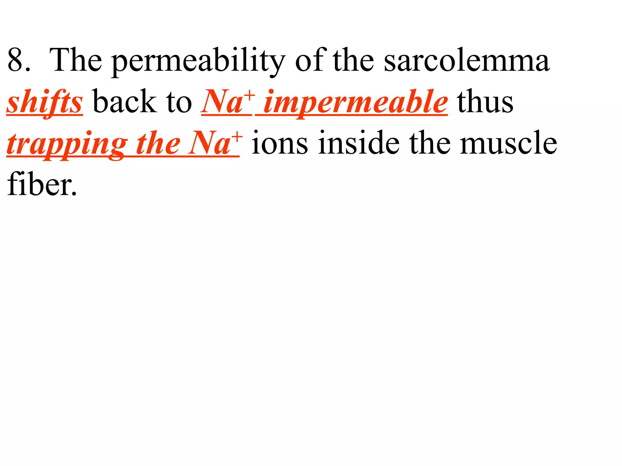 8.  The permeability of the sarcolemma  shifts  back to  Na +  impermeable  thus  trapping the Na +  ions inside the muscle fiber. 