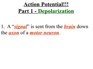 1.  A “ signal ” is sent from the  brain  down the  axon   of a  motor neuron . Action Potential!!! Part 1 -  Depolarization 