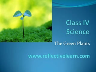 The Green Plants
www.reflectivelearn.com
 
