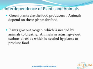 Interdependence of Plants and Animals
 Green plants are the food producers . Animals
depend on these plants for food.
 Plants give out oxygen, which is needed by
animals to breathe. Animals in return give out
carbon-di-oxide which is needed by plants to
produce food.
www.reflectivelearn.com
 