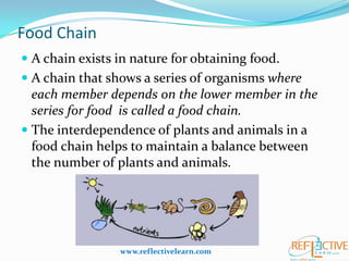 Food Chain
 A chain exists in nature for obtaining food.
 A chain that shows a series of organisms where
each member depends on the lower member in the
series for food is called a food chain.
 The interdependence of plants and animals in a
food chain helps to maintain a balance between
the number of plants and animals.
www.reflectivelearn.com
 