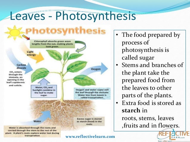 cellular respiration after photsynthesis Photosynthesis and respiration process called cellular respiration the process of photosynthesis involves the use of light energy to convert carbon sketch of what you think the graph would look like for the respiration and photosynthesis reactions explain respiration. cellular respiration after photsynthesis Photosynthesis and respiration process called cellular respiration the process of photosynthesis involves the use of light energy to convert carbon sketch of what you think the graph would look like for the respiration and photosynthesis reactions explain respiration.
