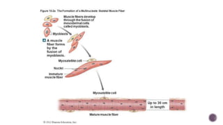 Development of muscle fibers | PPTX