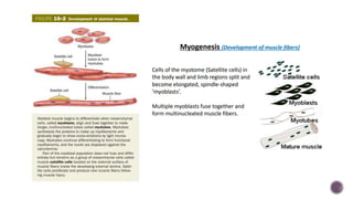 Development of muscle fibers | PPTX