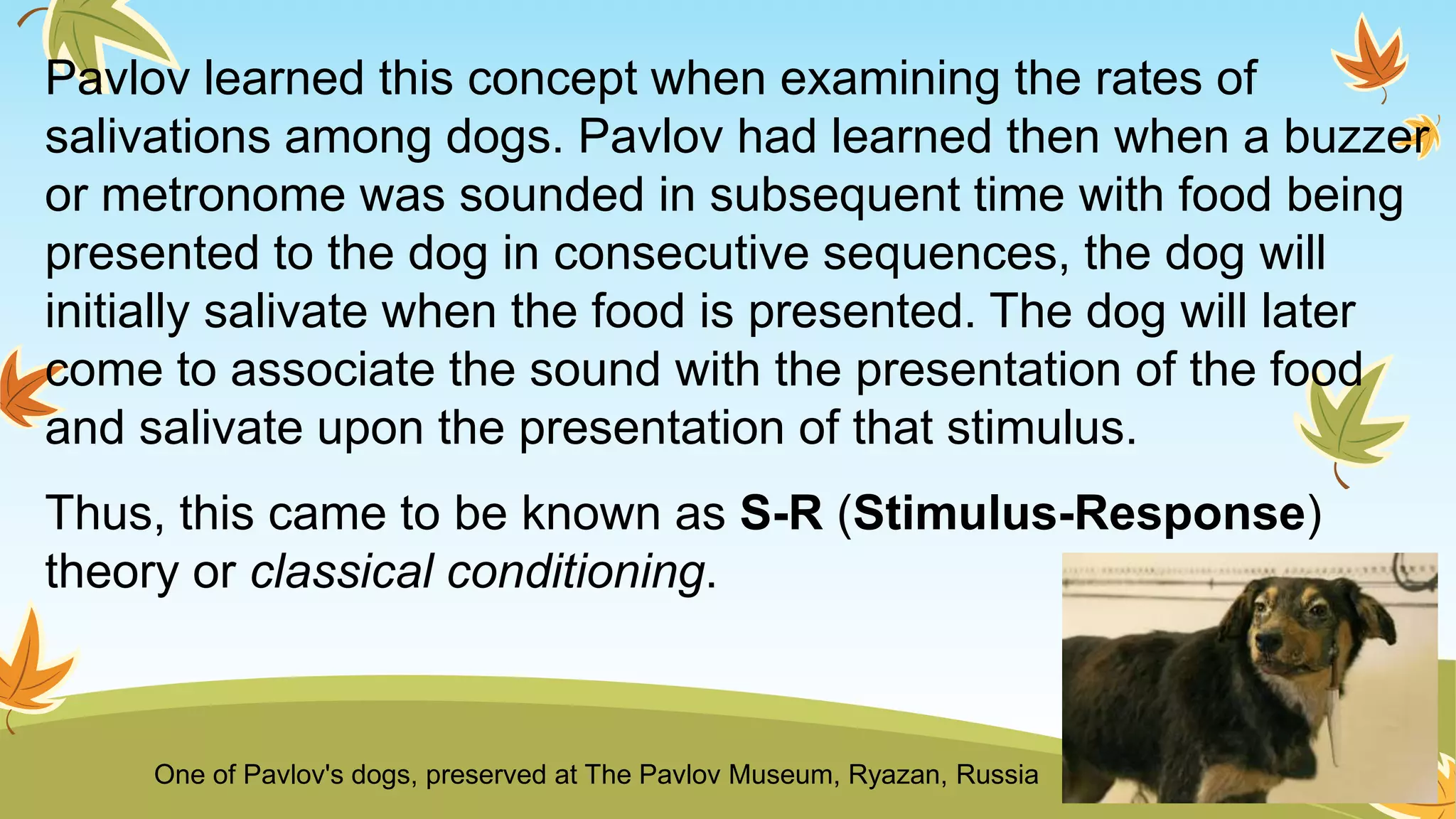 Pavlov learned this concept when examining the rates of
salivations among dogs. Pavlov had learned then when a buzzer
or metronome was sounded in subsequent time with food being
presented to the dog in consecutive sequences, the dog will
initially salivate when the food is presented. The dog will later
come to associate the sound with the presentation of the food
and salivate upon the presentation of that stimulus.
Thus, this came to be known as S-R (Stimulus-Response)
theory or classical conditioning.
One of Pavlov's dogs, preserved at The Pavlov Museum, Ryazan, Russia
 