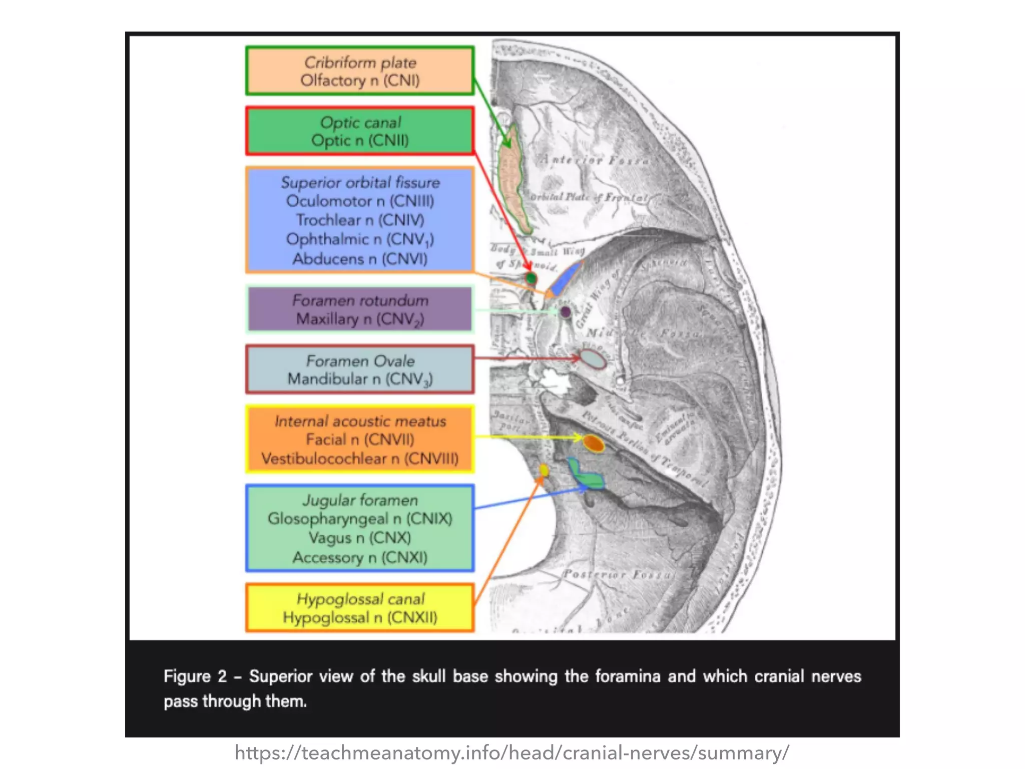 Summary of cranial nerves | PDF