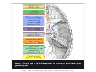 Summary of cranial nerves | PDF