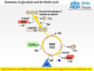 Summary of glycolysis and the Krebs cycle
Pyruvate (from glycolysis, 2
molecules per glucose)
𝐍𝐀𝐃𝐇+
+ 𝐇+
𝐅𝐀𝐃𝐇 𝟐
+ 𝐏𝐢
FAD
NADH
ADP
ATP
NADH
Acetyl CoA
CoA
CoA
CoA
𝐂𝐎 𝟐
𝐂𝐎 𝟐
𝟑𝐍𝐀𝐃+
+ 3 H+
2
3
KREBS
CYCLE
 