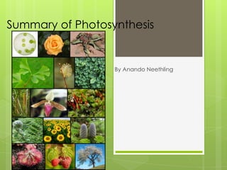 Summary of Photosynthesis
• By Anando Neethling
 