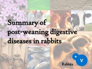 Summary of
post-weaning digestive
diseases in rabbits
Rabbits

 