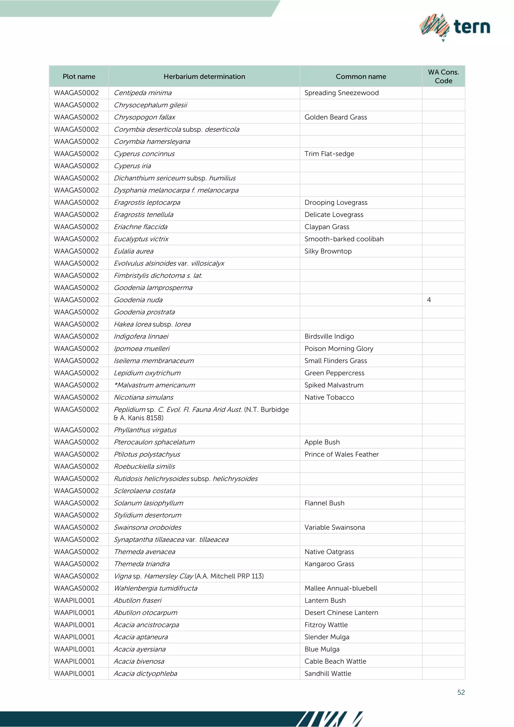 52
WAAGAS0002 Centipeda minima Spreading Sneezewood
WAAGAS0002 Chrysocephalum gilesii
WAAGAS0002 Chrysopogon fallax Golden Beard Grass
WAAGAS0002 Corymbia deserticola subsp. deserticola
WAAGAS0002 Corymbia hamersleyana
WAAGAS0002 Cyperus concinnus Trim Flat-sedge
WAAGAS0002 Cyperus iria
WAAGAS0002 Dichanthium sericeum subsp. humilius
WAAGAS0002 Dysphania melanocarpa f. melanocarpa
WAAGAS0002 Eragrostis leptocarpa Drooping Lovegrass
WAAGAS0002 Eragrostis tenellula Delicate Lovegrass
WAAGAS0002 Eriachne flaccida Claypan Grass
WAAGAS0002 Eucalyptus victrix Smooth-barked coolibah
WAAGAS0002 Eulalia aurea Silky Browntop
WAAGAS0002 Evolvulus alsinoides var. villosicalyx
WAAGAS0002 Fimbristylis dichotoma s. lat.
WAAGAS0002 Goodenia lamprosperma
WAAGAS0002 Goodenia nuda 4
WAAGAS0002 Goodenia prostrata
WAAGAS0002 Hakea lorea subsp. lorea
WAAGAS0002 Indigofera linnaei Birdsville Indigo
WAAGAS0002 Ipomoea muelleri Poison Morning Glory
WAAGAS0002 Iseilema membranaceum Small Flinders Grass
WAAGAS0002 Lepidium oxytrichum Green Peppercress
WAAGAS0002 *Malvastrum americanum Spiked Malvastrum
WAAGAS0002 Nicotiana simulans Native Tobacco
WAAGAS0002 Peplidium sp. C. Evol. Fl. Fauna Arid Aust. (N.T. Burbidge
& A. Kanis 8158)
WAAGAS0002 Phyllanthus virgatus
WAAGAS0002 Pterocaulon sphacelatum Apple Bush
WAAGAS0002 Ptilotus polystachyus Prince of Wales Feather
WAAGAS0002 Roebuckiella similis
WAAGAS0002 Rutidosis helichrysoides subsp. helichrysoides
WAAGAS0002 Sclerolaena costata
WAAGAS0002 Solanum lasiophyllum Flannel Bush
WAAGAS0002 Stylidium desertorum
WAAGAS0002 Swainsona oroboides Variable Swainsona
WAAGAS0002 Synaptantha tillaeacea var. tillaeacea
WAAGAS0002 Themeda avenacea Native Oatgrass
WAAGAS0002 Themeda triandra Kangaroo Grass
WAAGAS0002 Vigna sp. Hamersley Clay (A.A. Mitchell PRP 113)
WAAGAS0002 Wahlenbergia tumidifructa Mallee Annual-bluebell
WAAPIL0001 Abutilon fraseri Lantern Bush
WAAPIL0001 Abutilon otocarpum Desert Chinese Lantern
WAAPIL0001 Acacia ancistrocarpa Fitzroy Wattle
WAAPIL0001 Acacia aptaneura Slender Mulga
WAAPIL0001 Acacia ayersiana Blue Mulga
WAAPIL0001 Acacia bivenosa Cable Beach Wattle
WAAPIL0001 Acacia dictyophleba Sandhill Wattle
 