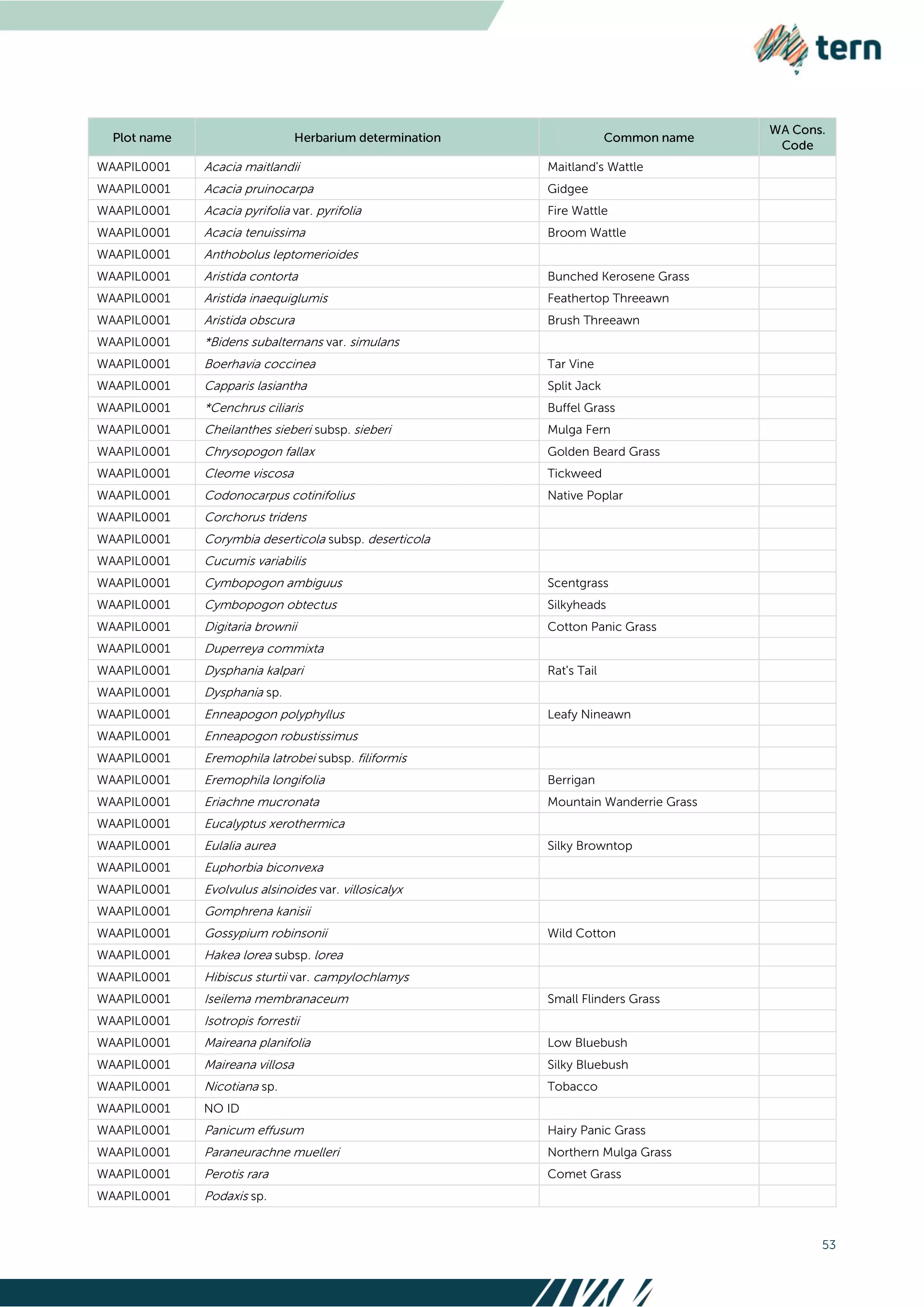 53
WAAPIL0001 Acacia maitlandii Maitland's Wattle
WAAPIL0001 Acacia pruinocarpa Gidgee
WAAPIL0001 Acacia pyrifolia var. pyrifolia Fire Wattle
WAAPIL0001 Acacia tenuissima Broom Wattle
WAAPIL0001 Anthobolus leptomerioides
WAAPIL0001 Aristida contorta Bunched Kerosene Grass
WAAPIL0001 Aristida inaequiglumis Feathertop Threeawn
WAAPIL0001 Aristida obscura Brush Threeawn
WAAPIL0001 *Bidens subalternans var. simulans
WAAPIL0001 Boerhavia coccinea Tar Vine
WAAPIL0001 Capparis lasiantha Split Jack
WAAPIL0001 *Cenchrus ciliaris Buffel Grass
WAAPIL0001 Cheilanthes sieberi subsp. sieberi Mulga Fern
WAAPIL0001 Chrysopogon fallax Golden Beard Grass
WAAPIL0001 Cleome viscosa Tickweed
WAAPIL0001 Codonocarpus cotinifolius Native Poplar
WAAPIL0001 Corchorus tridens
WAAPIL0001 Corymbia deserticola subsp. deserticola
WAAPIL0001 Cucumis variabilis
WAAPIL0001 Cymbopogon ambiguus Scentgrass
WAAPIL0001 Cymbopogon obtectus Silkyheads
WAAPIL0001 Digitaria brownii Cotton Panic Grass
WAAPIL0001 Duperreya commixta
WAAPIL0001 Dysphania kalpari Rat's Tail
WAAPIL0001 Dysphania sp.
WAAPIL0001 Enneapogon polyphyllus Leafy Nineawn
WAAPIL0001 Enneapogon robustissimus
WAAPIL0001 Eremophila latrobei subsp. filiformis
WAAPIL0001 Eremophila longifolia Berrigan
WAAPIL0001 Eriachne mucronata Mountain Wanderrie Grass
WAAPIL0001 Eucalyptus xerothermica
WAAPIL0001 Eulalia aurea Silky Browntop
WAAPIL0001 Euphorbia biconvexa
WAAPIL0001 Evolvulus alsinoides var. villosicalyx
WAAPIL0001 Gomphrena kanisii
WAAPIL0001 Gossypium robinsonii Wild Cotton
WAAPIL0001 Hakea lorea subsp. lorea
WAAPIL0001 Hibiscus sturtii var. campylochlamys
WAAPIL0001 Iseilema membranaceum Small Flinders Grass
WAAPIL0001 Isotropis forrestii
WAAPIL0001 Maireana planifolia Low Bluebush
WAAPIL0001 Maireana villosa Silky Bluebush
WAAPIL0001 Nicotiana sp. Tobacco
WAAPIL0001 NO ID
WAAPIL0001 Panicum effusum Hairy Panic Grass
WAAPIL0001 Paraneurachne muelleri Northern Mulga Grass
WAAPIL0001 Perotis rara Comet Grass
WAAPIL0001 Podaxis sp.
 