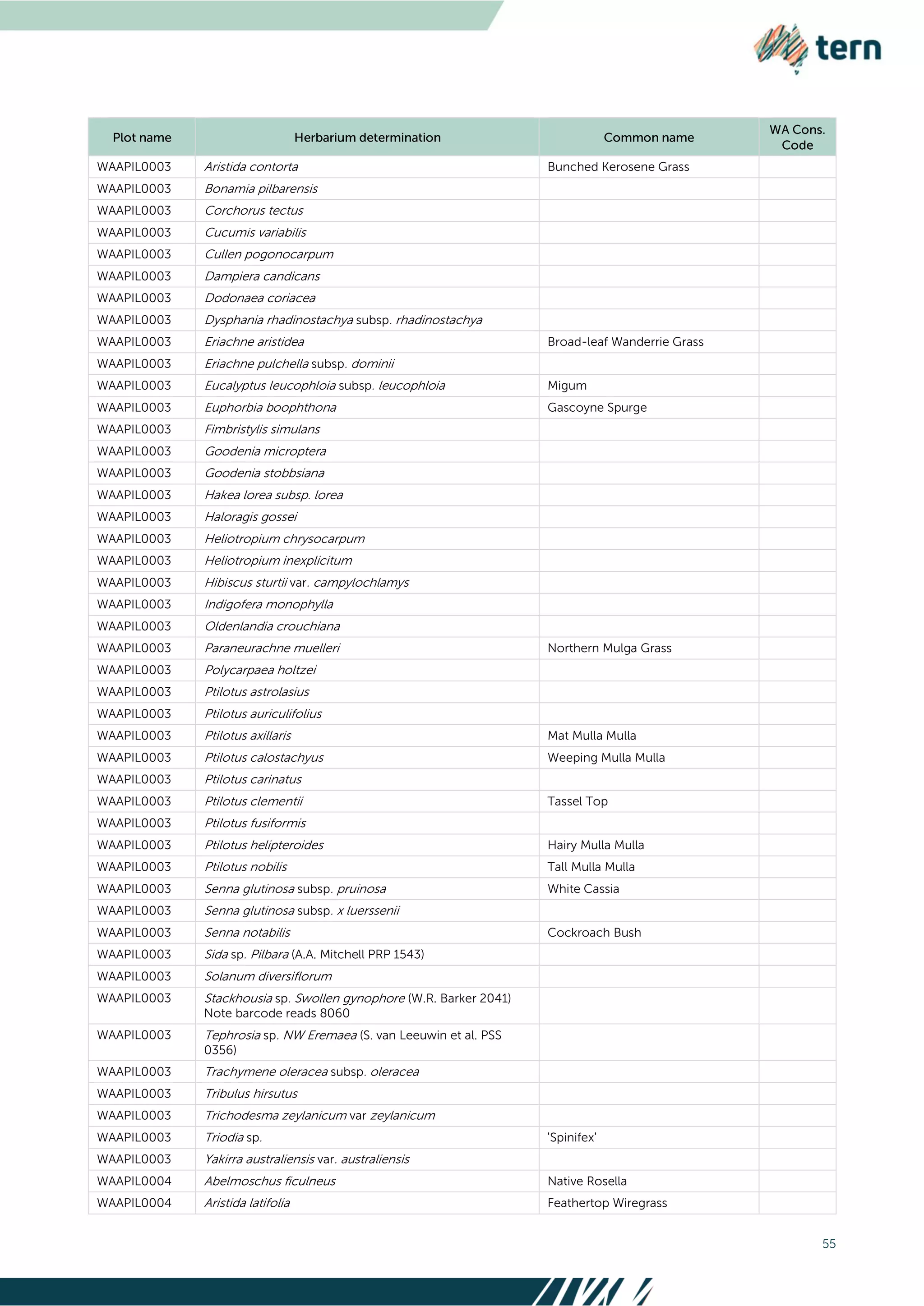55
WAAPIL0003 Aristida contorta Bunched Kerosene Grass
WAAPIL0003 Bonamia pilbarensis
WAAPIL0003 Corchorus tectus
WAAPIL0003 Cucumis variabilis
WAAPIL0003 Cullen pogonocarpum
WAAPIL0003 Dampiera candicans
WAAPIL0003 Dodonaea coriacea
WAAPIL0003 Dysphania rhadinostachya subsp. rhadinostachya
WAAPIL0003 Eriachne aristidea Broad-leaf Wanderrie Grass
WAAPIL0003 Eriachne pulchella subsp. dominii
WAAPIL0003 Eucalyptus leucophloia subsp. leucophloia Migum
WAAPIL0003 Euphorbia boophthona Gascoyne Spurge
WAAPIL0003 Fimbristylis simulans
WAAPIL0003 Goodenia microptera
WAAPIL0003 Goodenia stobbsiana
WAAPIL0003 Hakea lorea subsp. lorea
WAAPIL0003 Haloragis gossei
WAAPIL0003 Heliotropium chrysocarpum
WAAPIL0003 Heliotropium inexplicitum
WAAPIL0003 Hibiscus sturtii var. campylochlamys
WAAPIL0003 Indigofera monophylla
WAAPIL0003 Oldenlandia crouchiana
WAAPIL0003 Paraneurachne muelleri Northern Mulga Grass
WAAPIL0003 Polycarpaea holtzei
WAAPIL0003 Ptilotus astrolasius
WAAPIL0003 Ptilotus auriculifolius
WAAPIL0003 Ptilotus axillaris Mat Mulla Mulla
WAAPIL0003 Ptilotus calostachyus Weeping Mulla Mulla
WAAPIL0003 Ptilotus carinatus
WAAPIL0003 Ptilotus clementii Tassel Top
WAAPIL0003 Ptilotus fusiformis
WAAPIL0003 Ptilotus helipteroides Hairy Mulla Mulla
WAAPIL0003 Ptilotus nobilis Tall Mulla Mulla
WAAPIL0003 Senna glutinosa subsp. pruinosa White Cassia
WAAPIL0003 Senna glutinosa subsp. x luerssenii
WAAPIL0003 Senna notabilis Cockroach Bush
WAAPIL0003 Sida sp. Pilbara (A.A. Mitchell PRP 1543)
WAAPIL0003 Solanum diversiflorum
WAAPIL0003 Stackhousia sp. Swollen gynophore (W.R. Barker 2041)
Note barcode reads 8060
WAAPIL0003 Tephrosia sp. NW Eremaea (S. van Leeuwin et al. PSS
0356)
WAAPIL0003 Trachymene oleracea subsp. oleracea
WAAPIL0003 Tribulus hirsutus
WAAPIL0003 Trichodesma zeylanicum var zeylanicum
WAAPIL0003 Triodia sp. 'Spinifex'
WAAPIL0003 Yakirra australiensis var. australiensis
WAAPIL0004 Abelmoschus ficulneus Native Rosella
WAAPIL0004 Aristida latifolia Feathertop Wiregrass
 
