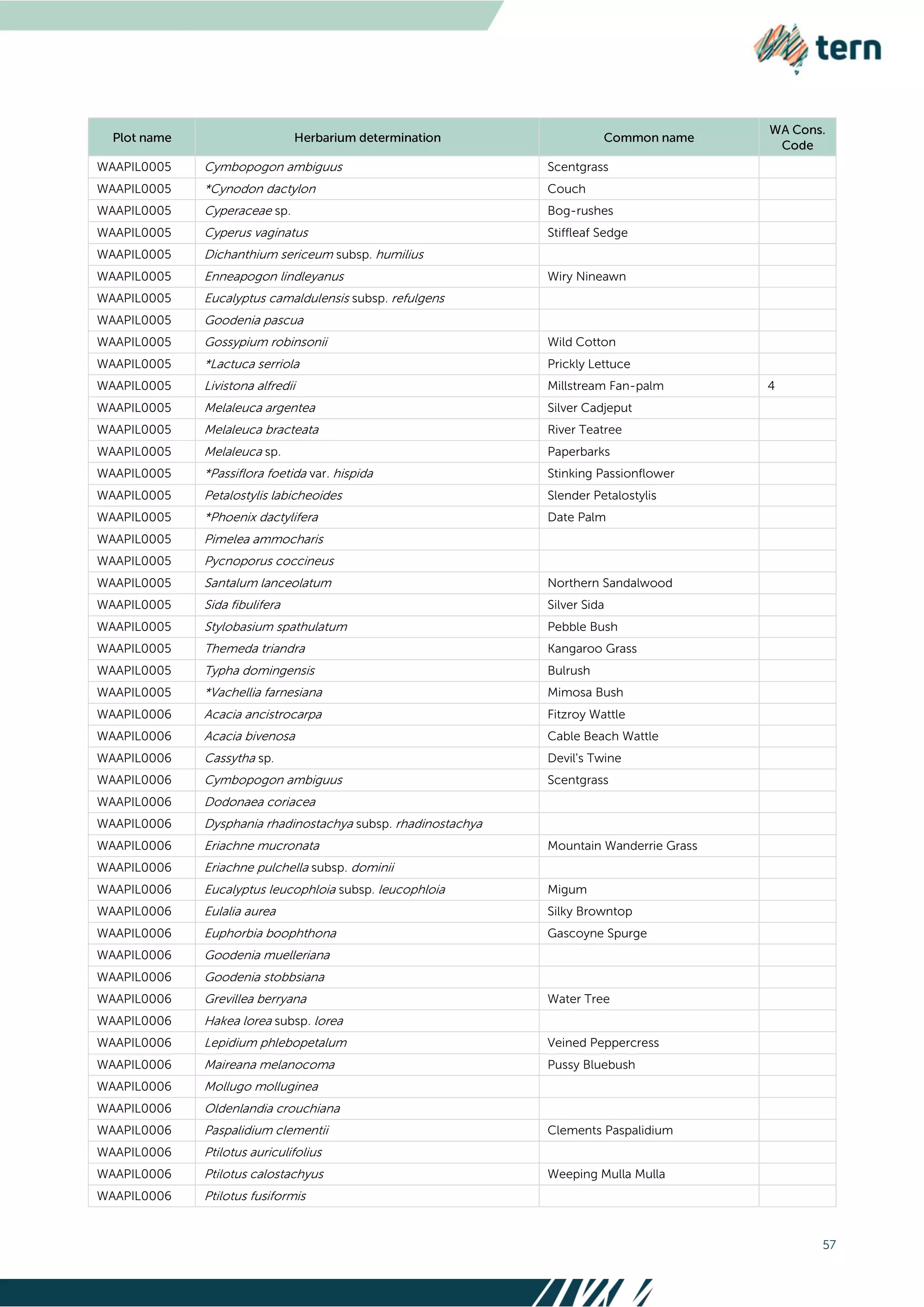 57
WAAPIL0005 Cymbopogon ambiguus Scentgrass
WAAPIL0005 *Cynodon dactylon Couch
WAAPIL0005 Cyperaceae sp. Bog-rushes
WAAPIL0005 Cyperus vaginatus Stiffleaf Sedge
WAAPIL0005 Dichanthium sericeum subsp. humilius
WAAPIL0005 Enneapogon lindleyanus Wiry Nineawn
WAAPIL0005 Eucalyptus camaldulensis subsp. refulgens
WAAPIL0005 Goodenia pascua
WAAPIL0005 Gossypium robinsonii Wild Cotton
WAAPIL0005 *Lactuca serriola Prickly Lettuce
WAAPIL0005 Livistona alfredii Millstream Fan-palm 4
WAAPIL0005 Melaleuca argentea Silver Cadjeput
WAAPIL0005 Melaleuca bracteata River Teatree
WAAPIL0005 Melaleuca sp. Paperbarks
WAAPIL0005 *Passiflora foetida var. hispida Stinking Passionflower
WAAPIL0005 Petalostylis labicheoides Slender Petalostylis
WAAPIL0005 *Phoenix dactylifera Date Palm
WAAPIL0005 Pimelea ammocharis
WAAPIL0005 Pycnoporus coccineus
WAAPIL0005 Santalum lanceolatum Northern Sandalwood
WAAPIL0005 Sida fibulifera Silver Sida
WAAPIL0005 Stylobasium spathulatum Pebble Bush
WAAPIL0005 Themeda triandra Kangaroo Grass
WAAPIL0005 Typha domingensis Bulrush
WAAPIL0005 *Vachellia farnesiana Mimosa Bush
WAAPIL0006 Acacia ancistrocarpa Fitzroy Wattle
WAAPIL0006 Acacia bivenosa Cable Beach Wattle
WAAPIL0006 Cassytha sp. Devil's Twine
WAAPIL0006 Cymbopogon ambiguus Scentgrass
WAAPIL0006 Dodonaea coriacea
WAAPIL0006 Dysphania rhadinostachya subsp. rhadinostachya
WAAPIL0006 Eriachne mucronata Mountain Wanderrie Grass
WAAPIL0006 Eriachne pulchella subsp. dominii
WAAPIL0006 Eucalyptus leucophloia subsp. leucophloia Migum
WAAPIL0006 Eulalia aurea Silky Browntop
WAAPIL0006 Euphorbia boophthona Gascoyne Spurge
WAAPIL0006 Goodenia muelleriana
WAAPIL0006 Goodenia stobbsiana
WAAPIL0006 Grevillea berryana Water Tree
WAAPIL0006 Hakea lorea subsp. lorea
WAAPIL0006 Lepidium phlebopetalum Veined Peppercress
WAAPIL0006 Maireana melanocoma Pussy Bluebush
WAAPIL0006 Mollugo molluginea
WAAPIL0006 Oldenlandia crouchiana
WAAPIL0006 Paspalidium clementii Clements Paspalidium
WAAPIL0006 Ptilotus auriculifolius
WAAPIL0006 Ptilotus calostachyus Weeping Mulla Mulla
WAAPIL0006 Ptilotus fusiformis
 