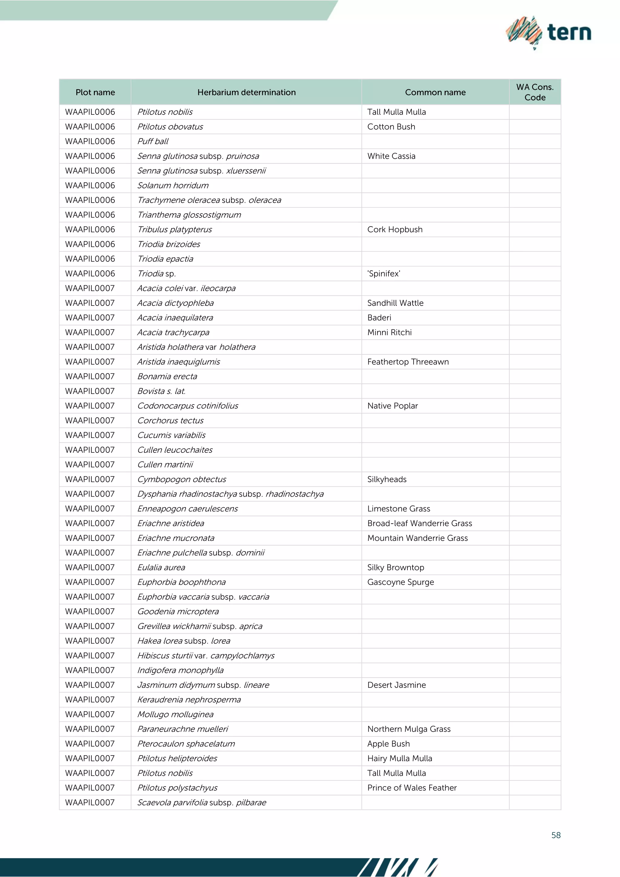 58
WAAPIL0006 Ptilotus nobilis Tall Mulla Mulla
WAAPIL0006 Ptilotus obovatus Cotton Bush
WAAPIL0006 Puff ball
WAAPIL0006 Senna glutinosa subsp. pruinosa White Cassia
WAAPIL0006 Senna glutinosa subsp. xluerssenii
WAAPIL0006 Solanum horridum
WAAPIL0006 Trachymene oleracea subsp. oleracea
WAAPIL0006 Trianthema glossostigmum
WAAPIL0006 Tribulus platypterus Cork Hopbush
WAAPIL0006 Triodia brizoides
WAAPIL0006 Triodia epactia
WAAPIL0006 Triodia sp. 'Spinifex'
WAAPIL0007 Acacia colei var. ileocarpa
WAAPIL0007 Acacia dictyophleba Sandhill Wattle
WAAPIL0007 Acacia inaequilatera Baderi
WAAPIL0007 Acacia trachycarpa Minni Ritchi
WAAPIL0007 Aristida holathera var holathera
WAAPIL0007 Aristida inaequiglumis Feathertop Threeawn
WAAPIL0007 Bonamia erecta
WAAPIL0007 Bovista s. lat.
WAAPIL0007 Codonocarpus cotinifolius Native Poplar
WAAPIL0007 Corchorus tectus
WAAPIL0007 Cucumis variabilis
WAAPIL0007 Cullen leucochaites
WAAPIL0007 Cullen martinii
WAAPIL0007 Cymbopogon obtectus Silkyheads
WAAPIL0007 Dysphania rhadinostachya subsp. rhadinostachya
WAAPIL0007 Enneapogon caerulescens Limestone Grass
WAAPIL0007 Eriachne aristidea Broad-leaf Wanderrie Grass
WAAPIL0007 Eriachne mucronata Mountain Wanderrie Grass
WAAPIL0007 Eriachne pulchella subsp. dominii
WAAPIL0007 Eulalia aurea Silky Browntop
WAAPIL0007 Euphorbia boophthona Gascoyne Spurge
WAAPIL0007 Euphorbia vaccaria subsp. vaccaria
WAAPIL0007 Goodenia microptera
WAAPIL0007 Grevillea wickhamii subsp. aprica
WAAPIL0007 Hakea lorea subsp. lorea
WAAPIL0007 Hibiscus sturtii var. campylochlamys
WAAPIL0007 Indigofera monophylla
WAAPIL0007 Jasminum didymum subsp. lineare Desert Jasmine
WAAPIL0007 Keraudrenia nephrosperma
WAAPIL0007 Mollugo molluginea
WAAPIL0007 Paraneurachne muelleri Northern Mulga Grass
WAAPIL0007 Pterocaulon sphacelatum Apple Bush
WAAPIL0007 Ptilotus helipteroides Hairy Mulla Mulla
WAAPIL0007 Ptilotus nobilis Tall Mulla Mulla
WAAPIL0007 Ptilotus polystachyus Prince of Wales Feather
WAAPIL0007 Scaevola parvifolia subsp. pilbarae
 