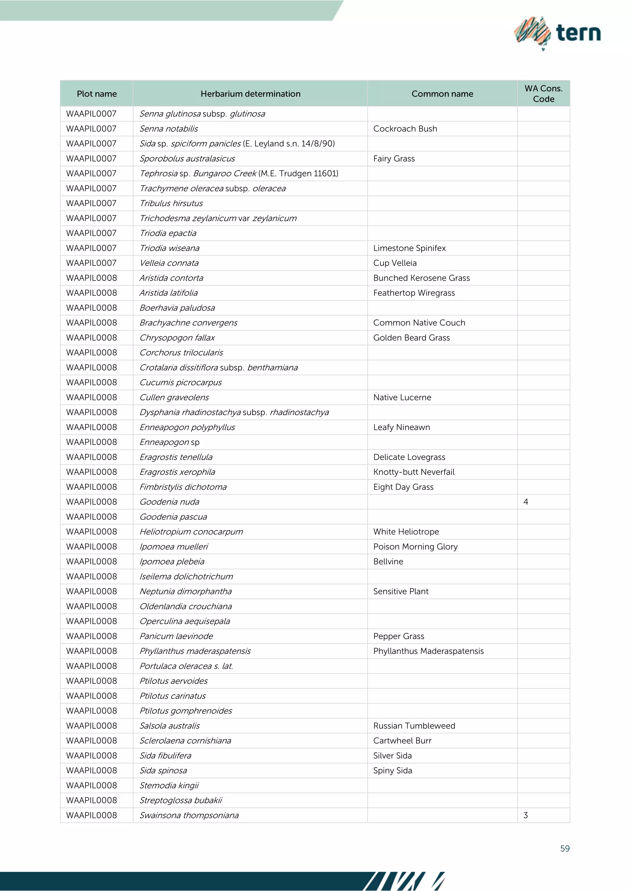 59
WAAPIL0007 Senna glutinosa subsp. glutinosa
WAAPIL0007 Senna notabilis Cockroach Bush
WAAPIL0007 Sida sp. spiciform panicles (E. Leyland s.n. 14/8/90)
WAAPIL0007 Sporobolus australasicus Fairy Grass
WAAPIL0007 Tephrosia sp. Bungaroo Creek (M.E. Trudgen 11601)
WAAPIL0007 Trachymene oleracea subsp. oleracea
WAAPIL0007 Tribulus hirsutus
WAAPIL0007 Trichodesma zeylanicum var zeylanicum
WAAPIL0007 Triodia epactia
WAAPIL0007 Triodia wiseana Limestone Spinifex
WAAPIL0007 Velleia connata Cup Velleia
WAAPIL0008 Aristida contorta Bunched Kerosene Grass
WAAPIL0008 Aristida latifolia Feathertop Wiregrass
WAAPIL0008 Boerhavia paludosa
WAAPIL0008 Brachyachne convergens Common Native Couch
WAAPIL0008 Chrysopogon fallax Golden Beard Grass
WAAPIL0008 Corchorus trilocularis
WAAPIL0008 Crotalaria dissitiflora subsp. benthamiana
WAAPIL0008 Cucumis picrocarpus
WAAPIL0008 Cullen graveolens Native Lucerne
WAAPIL0008 Dysphania rhadinostachya subsp. rhadinostachya
WAAPIL0008 Enneapogon polyphyllus Leafy Nineawn
WAAPIL0008 Enneapogon sp
WAAPIL0008 Eragrostis tenellula Delicate Lovegrass
WAAPIL0008 Eragrostis xerophila Knotty-butt Neverfail
WAAPIL0008 Fimbristylis dichotoma Eight Day Grass
WAAPIL0008 Goodenia nuda 4
WAAPIL0008 Goodenia pascua
WAAPIL0008 Heliotropium conocarpum White Heliotrope
WAAPIL0008 Ipomoea muelleri Poison Morning Glory
WAAPIL0008 Ipomoea plebeia Bellvine
WAAPIL0008 Iseilema dolichotrichum
WAAPIL0008 Neptunia dimorphantha Sensitive Plant
WAAPIL0008 Oldenlandia crouchiana
WAAPIL0008 Operculina aequisepala
WAAPIL0008 Panicum laevinode Pepper Grass
WAAPIL0008 Phyllanthus maderaspatensis Phyllanthus Maderaspatensis
WAAPIL0008 Portulaca oleracea s. lat.
WAAPIL0008 Ptilotus aervoides
WAAPIL0008 Ptilotus carinatus
WAAPIL0008 Ptilotus gomphrenoides
WAAPIL0008 Salsola australis Russian Tumbleweed
WAAPIL0008 Sclerolaena cornishiana Cartwheel Burr
WAAPIL0008 Sida fibulifera Silver Sida
WAAPIL0008 Sida spinosa Spiny Sida
WAAPIL0008 Stemodia kingii
WAAPIL0008 Streptoglossa bubakii
WAAPIL0008 Swainsona thompsoniana 3
 