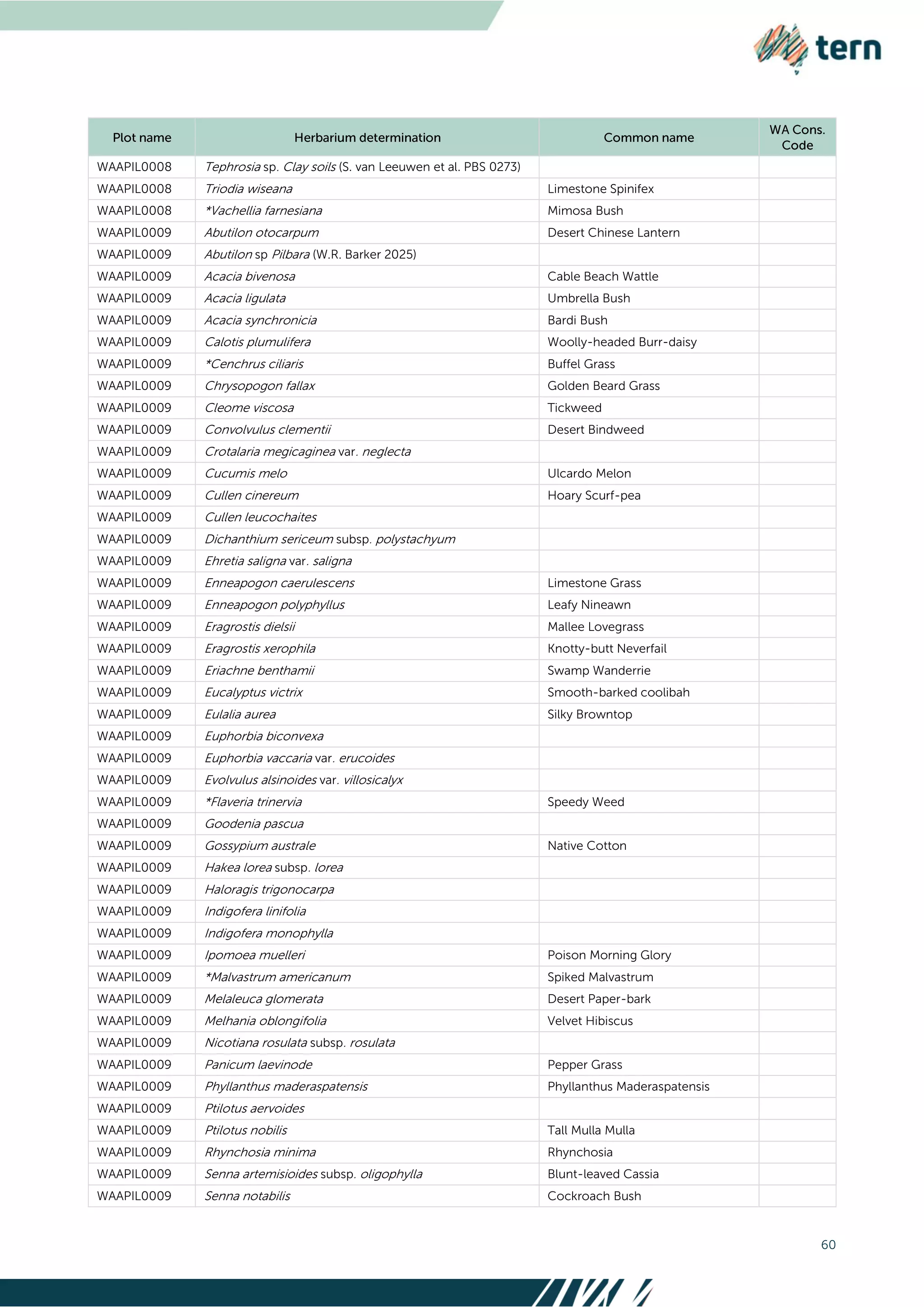 60
WAAPIL0008 Tephrosia sp. Clay soils (S. van Leeuwen et al. PBS 0273)
WAAPIL0008 Triodia wiseana Limestone Spinifex
WAAPIL0008 *Vachellia farnesiana Mimosa Bush
WAAPIL0009 Abutilon otocarpum Desert Chinese Lantern
WAAPIL0009 Abutilon sp Pilbara (W.R. Barker 2025)
WAAPIL0009 Acacia bivenosa Cable Beach Wattle
WAAPIL0009 Acacia ligulata Umbrella Bush
WAAPIL0009 Acacia synchronicia Bardi Bush
WAAPIL0009 Calotis plumulifera Woolly-headed Burr-daisy
WAAPIL0009 *Cenchrus ciliaris Buffel Grass
WAAPIL0009 Chrysopogon fallax Golden Beard Grass
WAAPIL0009 Cleome viscosa Tickweed
WAAPIL0009 Convolvulus clementii Desert Bindweed
WAAPIL0009 Crotalaria megicaginea var. neglecta
WAAPIL0009 Cucumis melo Ulcardo Melon
WAAPIL0009 Cullen cinereum Hoary Scurf-pea
WAAPIL0009 Cullen leucochaites
WAAPIL0009 Dichanthium sericeum subsp. polystachyum
WAAPIL0009 Ehretia saligna var. saligna
WAAPIL0009 Enneapogon caerulescens Limestone Grass
WAAPIL0009 Enneapogon polyphyllus Leafy Nineawn
WAAPIL0009 Eragrostis dielsii Mallee Lovegrass
WAAPIL0009 Eragrostis xerophila Knotty-butt Neverfail
WAAPIL0009 Eriachne benthamii Swamp Wanderrie
WAAPIL0009 Eucalyptus victrix Smooth-barked coolibah
WAAPIL0009 Eulalia aurea Silky Browntop
WAAPIL0009 Euphorbia biconvexa
WAAPIL0009 Euphorbia vaccaria var. erucoides
WAAPIL0009 Evolvulus alsinoides var. villosicalyx
WAAPIL0009 *Flaveria trinervia Speedy Weed
WAAPIL0009 Goodenia pascua
WAAPIL0009 Gossypium australe Native Cotton
WAAPIL0009 Hakea lorea subsp. lorea
WAAPIL0009 Haloragis trigonocarpa
WAAPIL0009 Indigofera linifolia
WAAPIL0009 Indigofera monophylla
WAAPIL0009 Ipomoea muelleri Poison Morning Glory
WAAPIL0009 *Malvastrum americanum Spiked Malvastrum
WAAPIL0009 Melaleuca glomerata Desert Paper-bark
WAAPIL0009 Melhania oblongifolia Velvet Hibiscus
WAAPIL0009 Nicotiana rosulata subsp. rosulata
WAAPIL0009 Panicum laevinode Pepper Grass
WAAPIL0009 Phyllanthus maderaspatensis Phyllanthus Maderaspatensis
WAAPIL0009 Ptilotus aervoides
WAAPIL0009 Ptilotus nobilis Tall Mulla Mulla
WAAPIL0009 Rhynchosia minima Rhynchosia
WAAPIL0009 Senna artemisioides subsp. oligophylla Blunt-leaved Cassia
WAAPIL0009 Senna notabilis Cockroach Bush
 