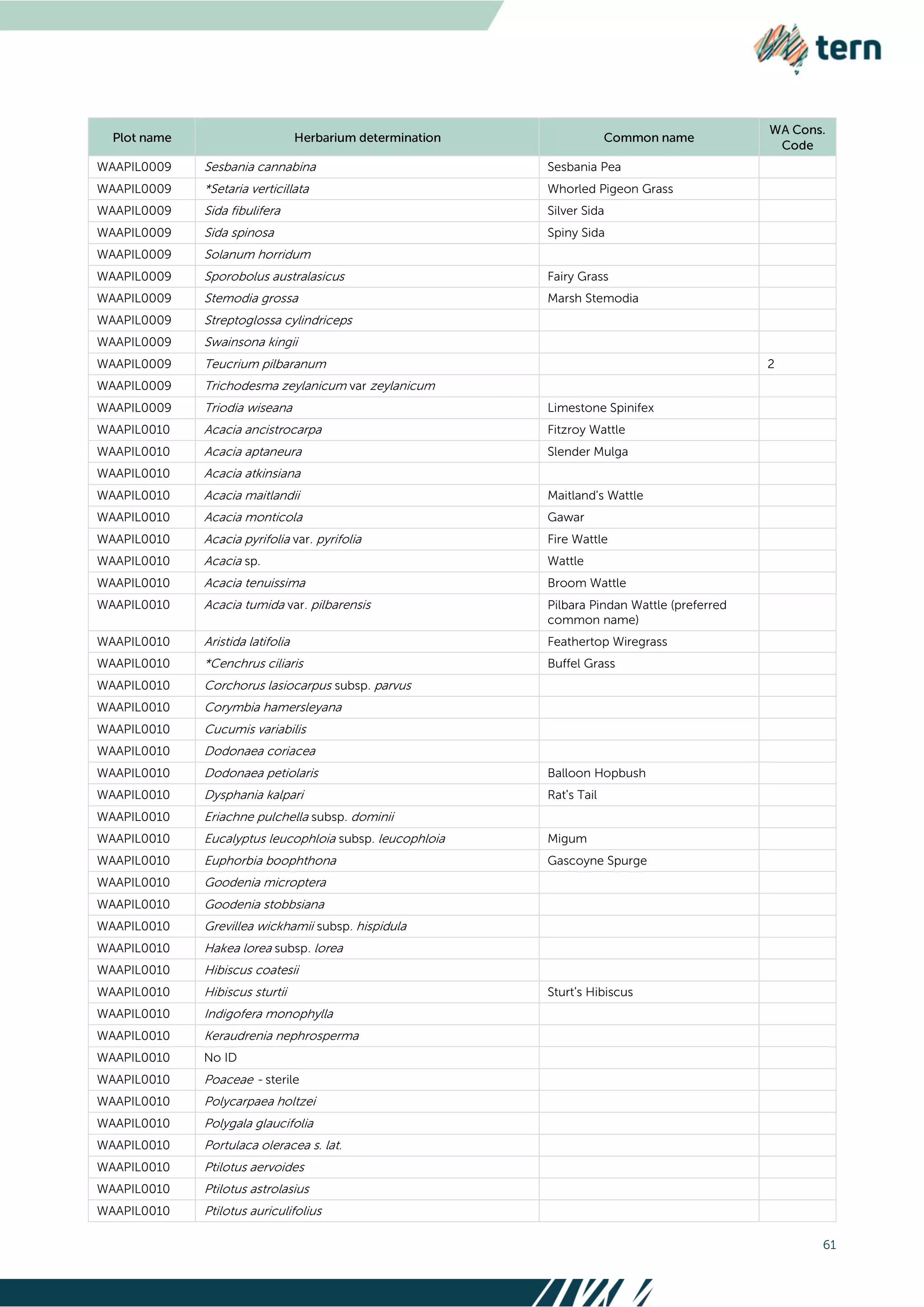 61
WAAPIL0009 Sesbania cannabina Sesbania Pea
WAAPIL0009 *Setaria verticillata Whorled Pigeon Grass
WAAPIL0009 Sida fibulifera Silver Sida
WAAPIL0009 Sida spinosa Spiny Sida
WAAPIL0009 Solanum horridum
WAAPIL0009 Sporobolus australasicus Fairy Grass
WAAPIL0009 Stemodia grossa Marsh Stemodia
WAAPIL0009 Streptoglossa cylindriceps
WAAPIL0009 Swainsona kingii
WAAPIL0009 Teucrium pilbaranum 2
WAAPIL0009 Trichodesma zeylanicum var zeylanicum
WAAPIL0009 Triodia wiseana Limestone Spinifex
WAAPIL0010 Acacia ancistrocarpa Fitzroy Wattle
WAAPIL0010 Acacia aptaneura Slender Mulga
WAAPIL0010 Acacia atkinsiana
WAAPIL0010 Acacia maitlandii Maitland's Wattle
WAAPIL0010 Acacia monticola Gawar
WAAPIL0010 Acacia pyrifolia var. pyrifolia Fire Wattle
WAAPIL0010 Acacia sp. Wattle
WAAPIL0010 Acacia tenuissima Broom Wattle
WAAPIL0010 Acacia tumida var. pilbarensis Pilbara Pindan Wattle (preferred
common name)
WAAPIL0010 Aristida latifolia Feathertop Wiregrass
WAAPIL0010 *Cenchrus ciliaris Buffel Grass
WAAPIL0010 Corchorus lasiocarpus subsp. parvus
WAAPIL0010 Corymbia hamersleyana
WAAPIL0010 Cucumis variabilis
WAAPIL0010 Dodonaea coriacea
WAAPIL0010 Dodonaea petiolaris Balloon Hopbush
WAAPIL0010 Dysphania kalpari Rat's Tail
WAAPIL0010 Eriachne pulchella subsp. dominii
WAAPIL0010 Eucalyptus leucophloia subsp. leucophloia Migum
WAAPIL0010 Euphorbia boophthona Gascoyne Spurge
WAAPIL0010 Goodenia microptera
WAAPIL0010 Goodenia stobbsiana
WAAPIL0010 Grevillea wickhamii subsp. hispidula
WAAPIL0010 Hakea lorea subsp. lorea
WAAPIL0010 Hibiscus coatesii
WAAPIL0010 Hibiscus sturtii Sturt's Hibiscus
WAAPIL0010 Indigofera monophylla
WAAPIL0010 Keraudrenia nephrosperma
WAAPIL0010 No ID
WAAPIL0010 Poaceae - sterile
WAAPIL0010 Polycarpaea holtzei
WAAPIL0010 Polygala glaucifolia
WAAPIL0010 Portulaca oleracea s. lat.
WAAPIL0010 Ptilotus aervoides
WAAPIL0010 Ptilotus astrolasius
WAAPIL0010 Ptilotus auriculifolius
 