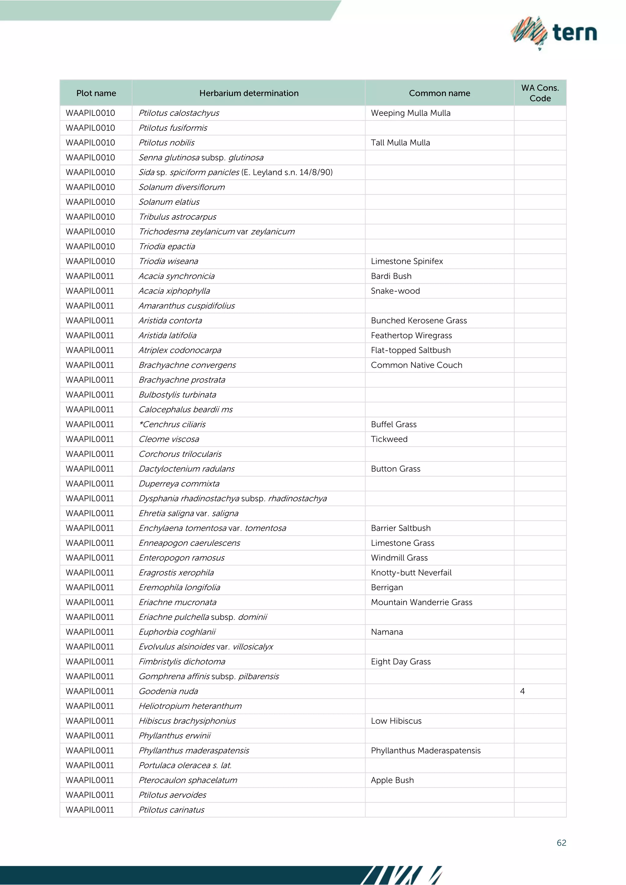 62
WAAPIL0010 Ptilotus calostachyus Weeping Mulla Mulla
WAAPIL0010 Ptilotus fusiformis
WAAPIL0010 Ptilotus nobilis Tall Mulla Mulla
WAAPIL0010 Senna glutinosa subsp. glutinosa
WAAPIL0010 Sida sp. spiciform panicles (E. Leyland s.n. 14/8/90)
WAAPIL0010 Solanum diversiflorum
WAAPIL0010 Solanum elatius
WAAPIL0010 Tribulus astrocarpus
WAAPIL0010 Trichodesma zeylanicum var zeylanicum
WAAPIL0010 Triodia epactia
WAAPIL0010 Triodia wiseana Limestone Spinifex
WAAPIL0011 Acacia synchronicia Bardi Bush
WAAPIL0011 Acacia xiphophylla Snake-wood
WAAPIL0011 Amaranthus cuspidifolius
WAAPIL0011 Aristida contorta Bunched Kerosene Grass
WAAPIL0011 Aristida latifolia Feathertop Wiregrass
WAAPIL0011 Atriplex codonocarpa Flat-topped Saltbush
WAAPIL0011 Brachyachne convergens Common Native Couch
WAAPIL0011 Brachyachne prostrata
WAAPIL0011 Bulbostylis turbinata
WAAPIL0011 Calocephalus beardii ms
WAAPIL0011 *Cenchrus ciliaris Buffel Grass
WAAPIL0011 Cleome viscosa Tickweed
WAAPIL0011 Corchorus trilocularis
WAAPIL0011 Dactyloctenium radulans Button Grass
WAAPIL0011 Duperreya commixta
WAAPIL0011 Dysphania rhadinostachya subsp. rhadinostachya
WAAPIL0011 Ehretia saligna var. saligna
WAAPIL0011 Enchylaena tomentosa var. tomentosa Barrier Saltbush
WAAPIL0011 Enneapogon caerulescens Limestone Grass
WAAPIL0011 Enteropogon ramosus Windmill Grass
WAAPIL0011 Eragrostis xerophila Knotty-butt Neverfail
WAAPIL0011 Eremophila longifolia Berrigan
WAAPIL0011 Eriachne mucronata Mountain Wanderrie Grass
WAAPIL0011 Eriachne pulchella subsp. dominii
WAAPIL0011 Euphorbia coghlanii Namana
WAAPIL0011 Evolvulus alsinoides var. villosicalyx
WAAPIL0011 Fimbristylis dichotoma Eight Day Grass
WAAPIL0011 Gomphrena affinis subsp. pilbarensis
WAAPIL0011 Goodenia nuda 4
WAAPIL0011 Heliotropium heteranthum
WAAPIL0011 Hibiscus brachysiphonius Low Hibiscus
WAAPIL0011 Phyllanthus erwinii
WAAPIL0011 Phyllanthus maderaspatensis Phyllanthus Maderaspatensis
WAAPIL0011 Portulaca oleracea s. lat.
WAAPIL0011 Pterocaulon sphacelatum Apple Bush
WAAPIL0011 Ptilotus aervoides
WAAPIL0011 Ptilotus carinatus
 